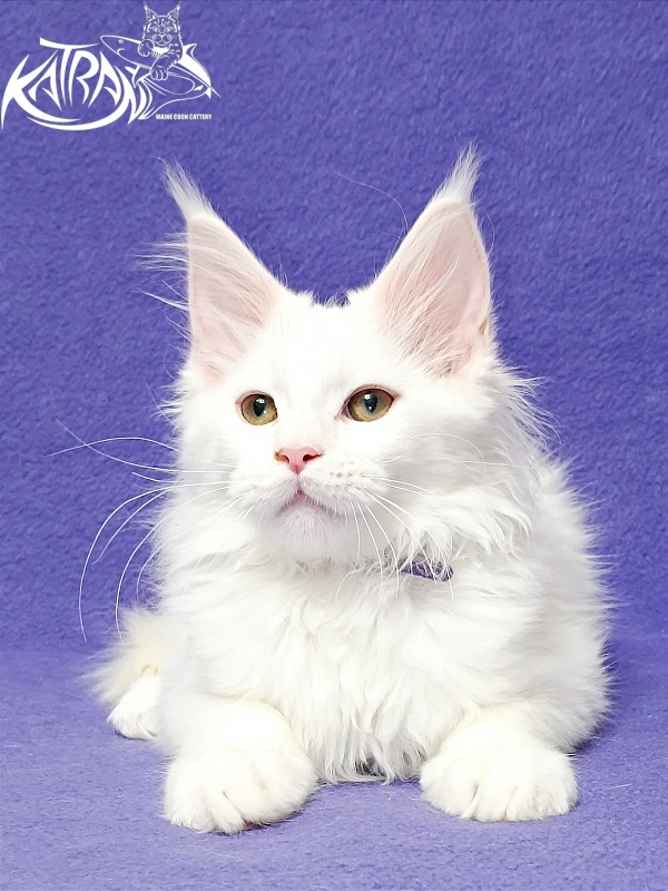 Katran Barry - Кошеня мейн-кун 3 місяця