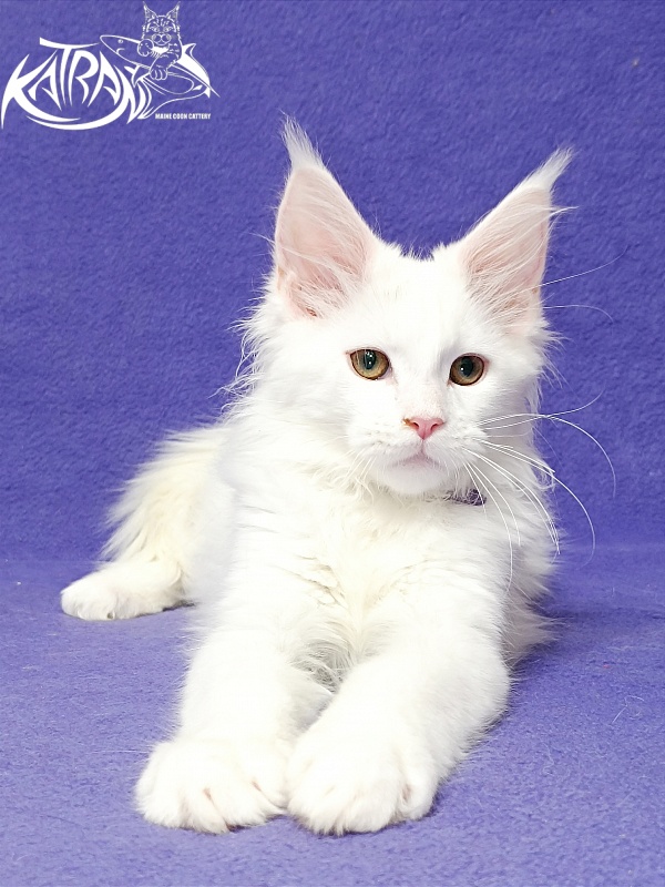 Katran Barry - Кошеня мейн-кун 3 місяця