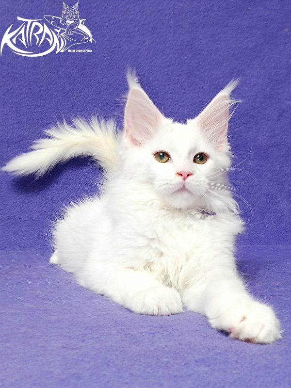 Katran Barry - Кошеня мейн-кун 3 місяця