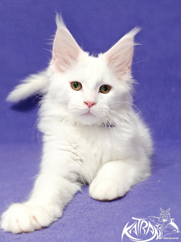 Katran Barry - Кошеня мейн-кун 3 місяця