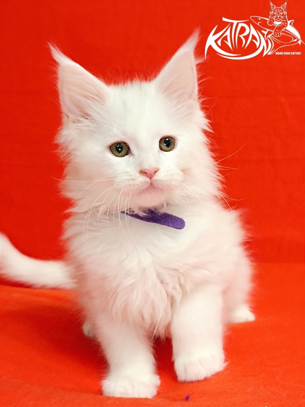 Katran Barry - Кошеня мейн-кун 2,5 місяця