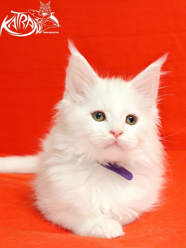 Katran Barry - Кошеня мейн-кун 2,5 місяця