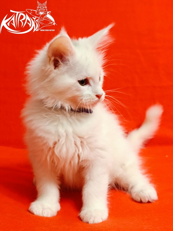 Katran Barry - Кошеня мейн-кун 2,5 місяця