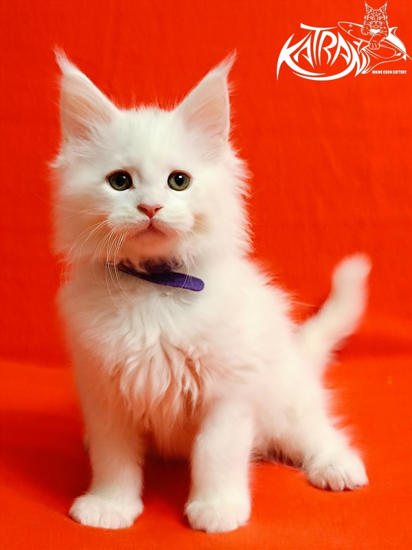 Katran Barry - Кошеня мейн-кун 2,5 місяця