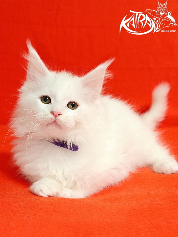 Katran Barry - Кошеня мейн-кун 2,5 місяця