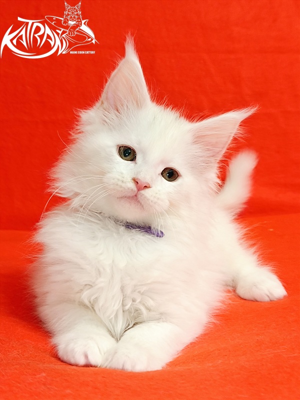 Katran Barry - Кошеня мейн-кун 2,5 місяця