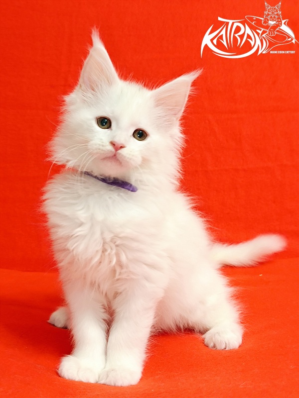 Katran Barry - Кошеня мейн-кун 2,5 місяця