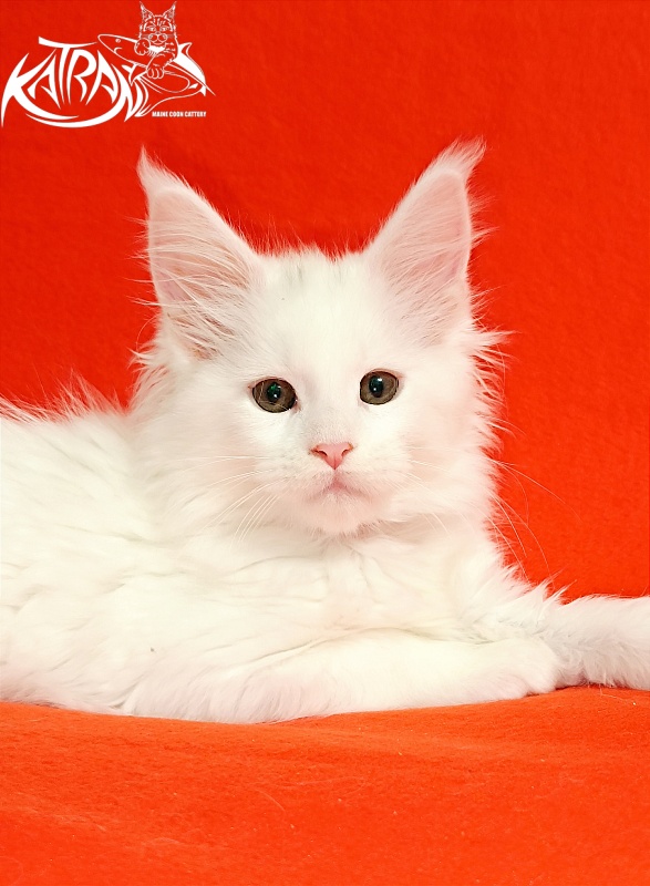 Katran Blondie - Кошеня мейн-кун 2,5 місяця