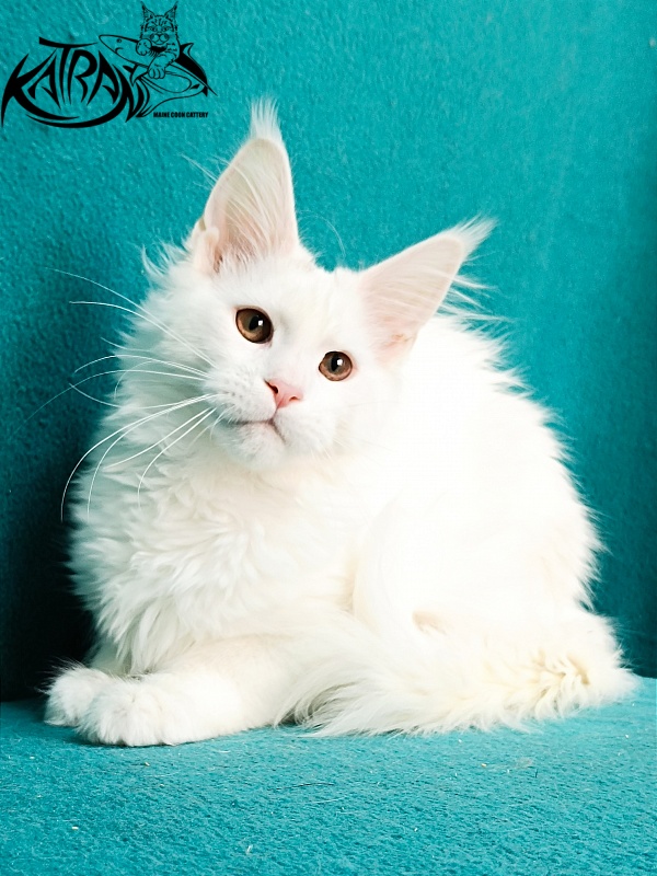 Katran Blondie - Кошеня мейн-кун 4 місяця 1 тиждень