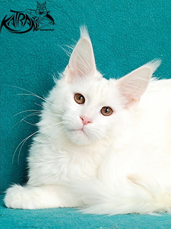 Katran Blondie - Кошеня мейн-кун 4 місяця 1 тиждень