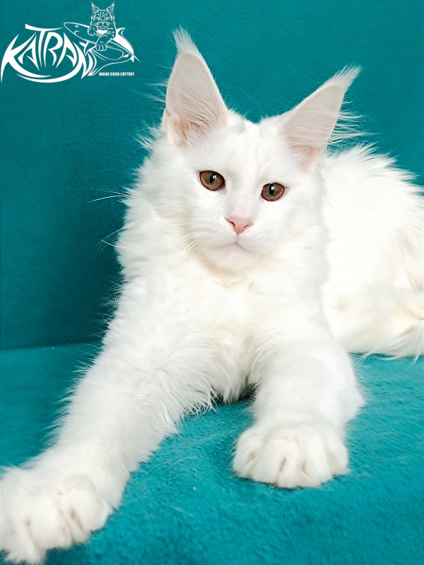 Katran Blondie - Кошеня мейн-кун 4 місяця 1 тиждень