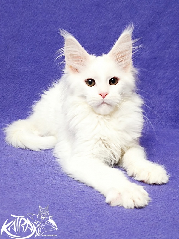 Katran Blondie - Кошеня мейн-кун 3 місяця