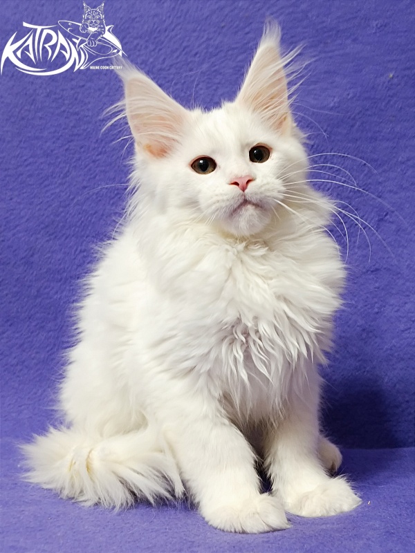 Katran Blondie - Кошеня мейн-кун 3 місяця