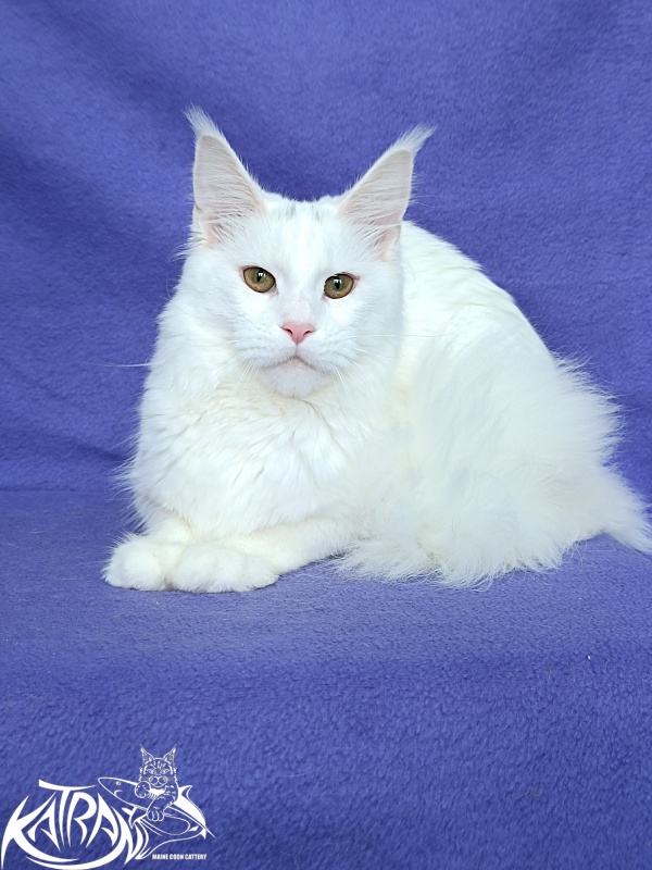 Katran Blondie - Дорослий мейн-кун 10 місяців