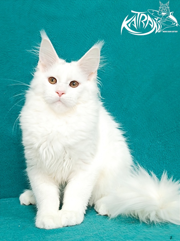 Katran Blondie - Кошеня мейн-кун 4 місяця 1 тиждень