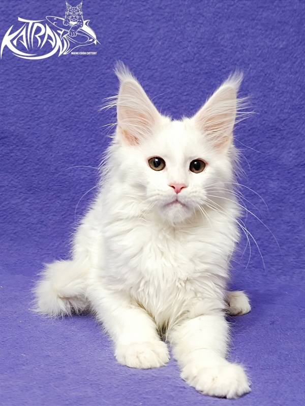 Katran Blondie - Кошеня мейн-кун 3 місяця