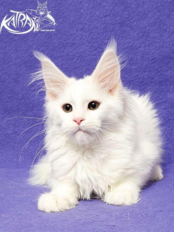 Katran Blondie - Кошеня мейн-кун 3 місяця