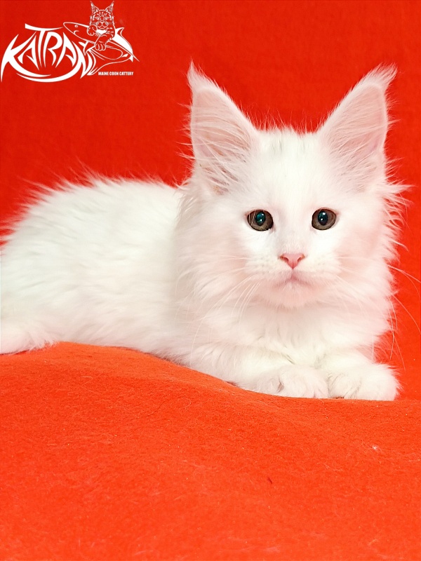 Katran Blondie - Кошеня мейн-кун 2,5 місяця