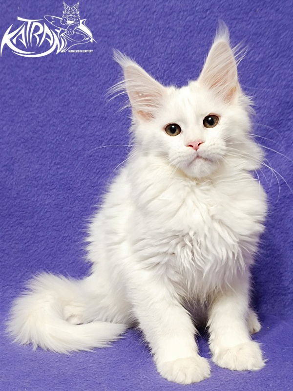 Katran Blondie - Кошеня мейн-кун 3 місяця