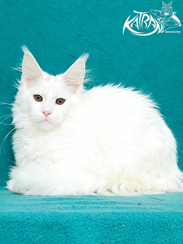 Katran Blondie - Кошеня мейн-кун 4 місяця 1 тиждень