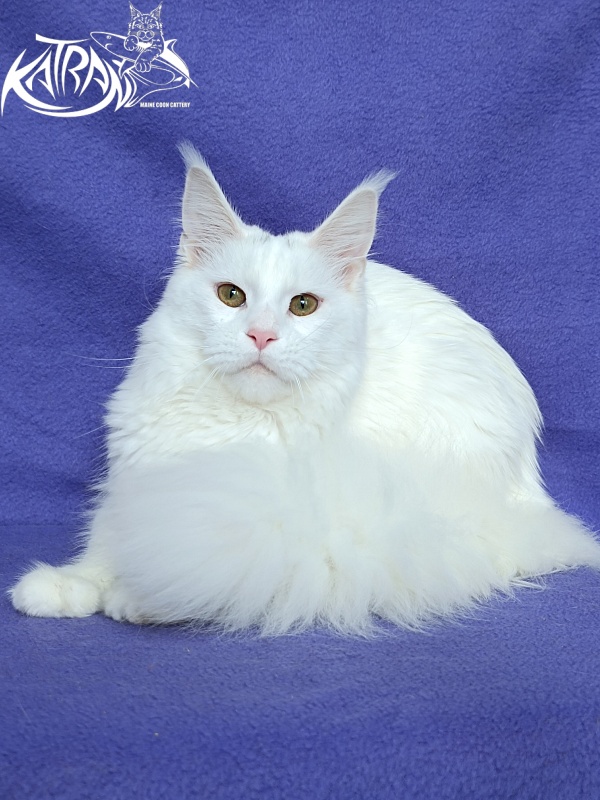 Katran Blondie - Дорослий мейн-кун 10 місяців