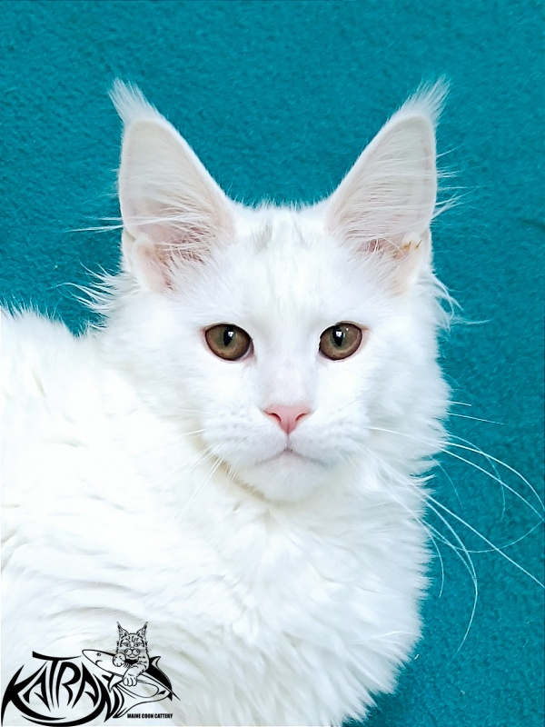 Katran Blondie - Кошеня мейн-кун 4 місяця 1 тиждень