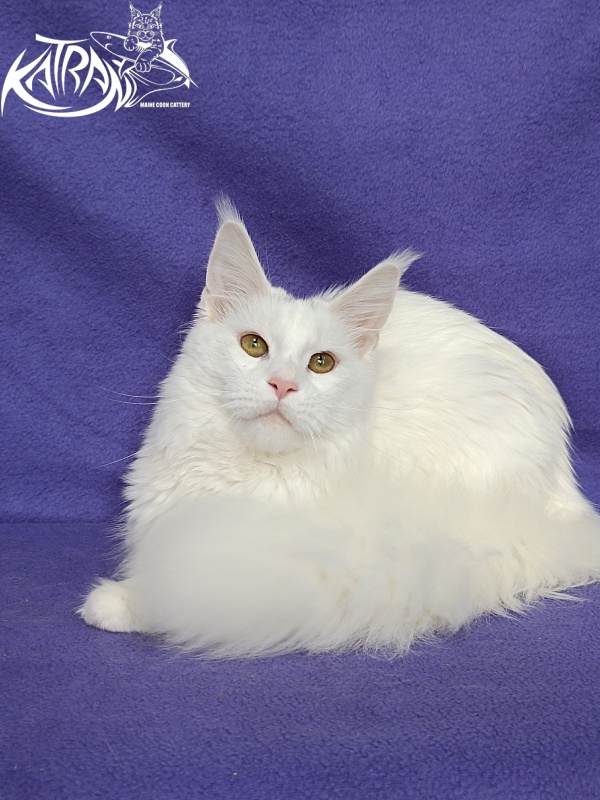 Katran Blondie - Дорослий мейн-кун 10 місяців