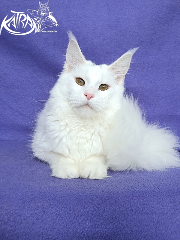 Katran Blondie - Дорослий мейн-кун 10 місяців