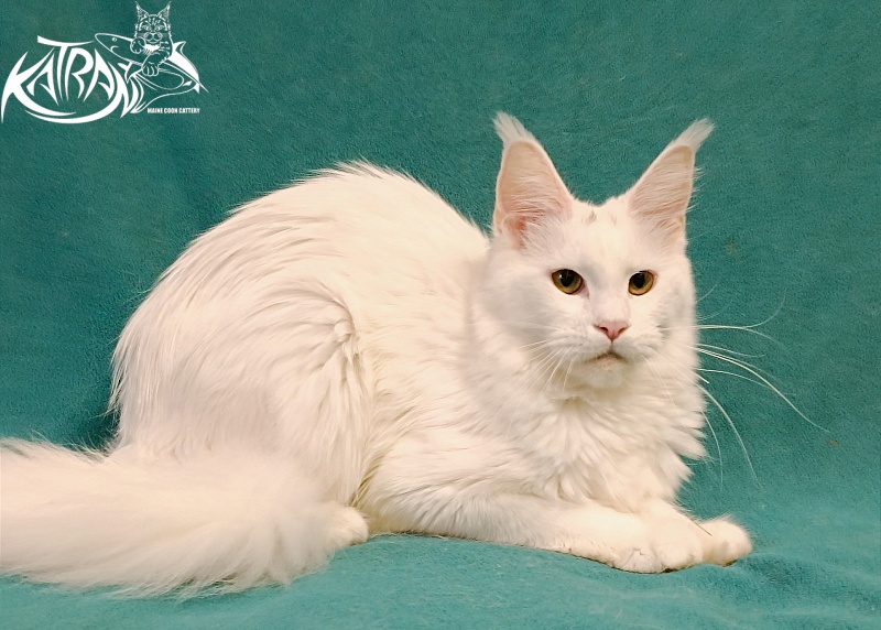 Katran Blondie - Дорослий мейн-кун 1 рік