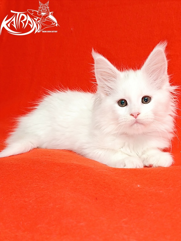 Katran Blondie - Кошеня мейн-кун 2,5 місяця