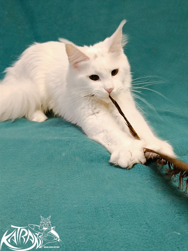 Katran Blondie - Дорослий мейн-кун 1 рік