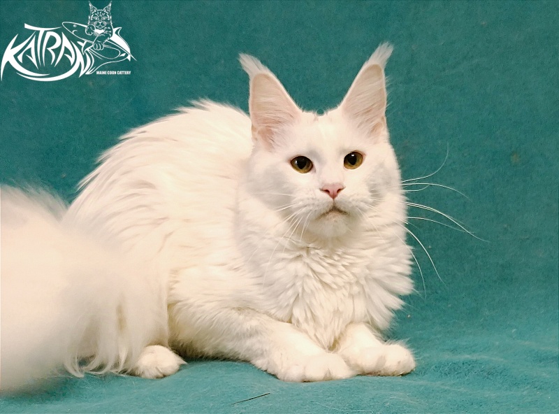 Katran Blondie - Дорослий мейн-кун 1 рік