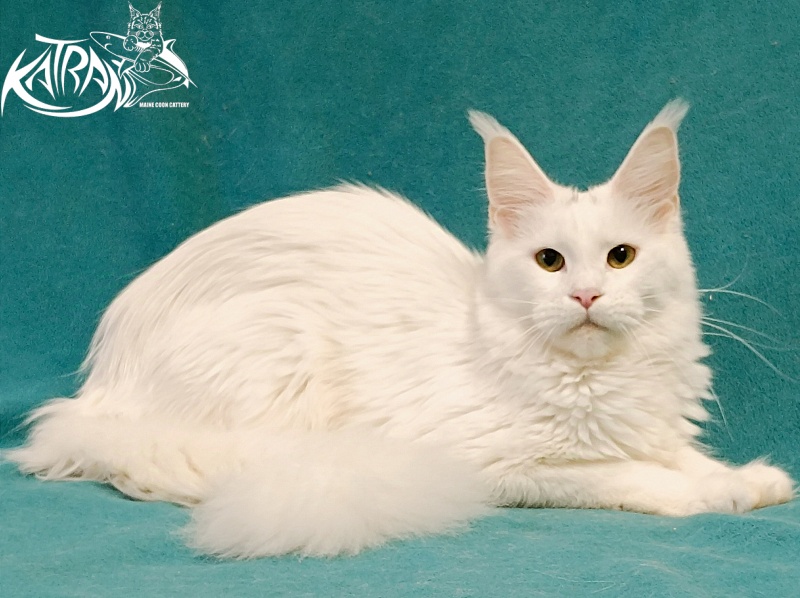 Katran Blondie - Дорослий мейн-кун 1 рік