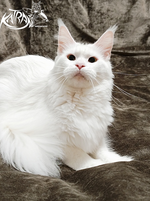 Katran Blondie - Дорослий мейн-кун 1 рік 10 місяців