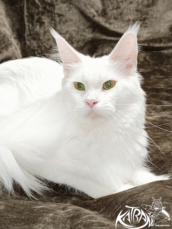 Katran Blondie - Дорослий мейн-кун 1 рік 10 місяців