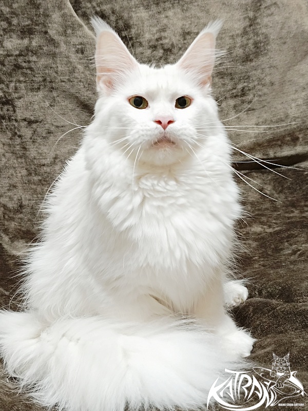 Katran Blondie - Дорослий мейн-кун 1 рік 10 місяців