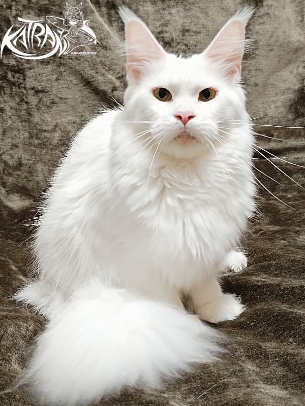 Katran Blondie - Дорослий мейн-кун 1 рік 10 місяців