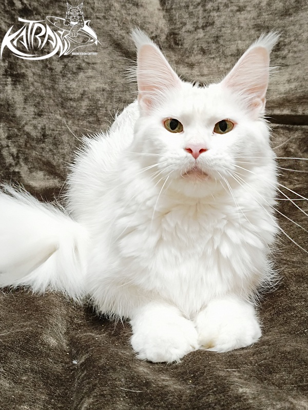 Katran Blondie - Дорослий мейн-кун 1 рік 10 місяців