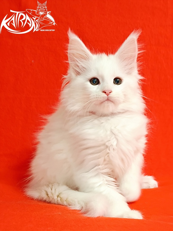 Katran Blondie - Кошеня мейн-кун 2,5 місяця
