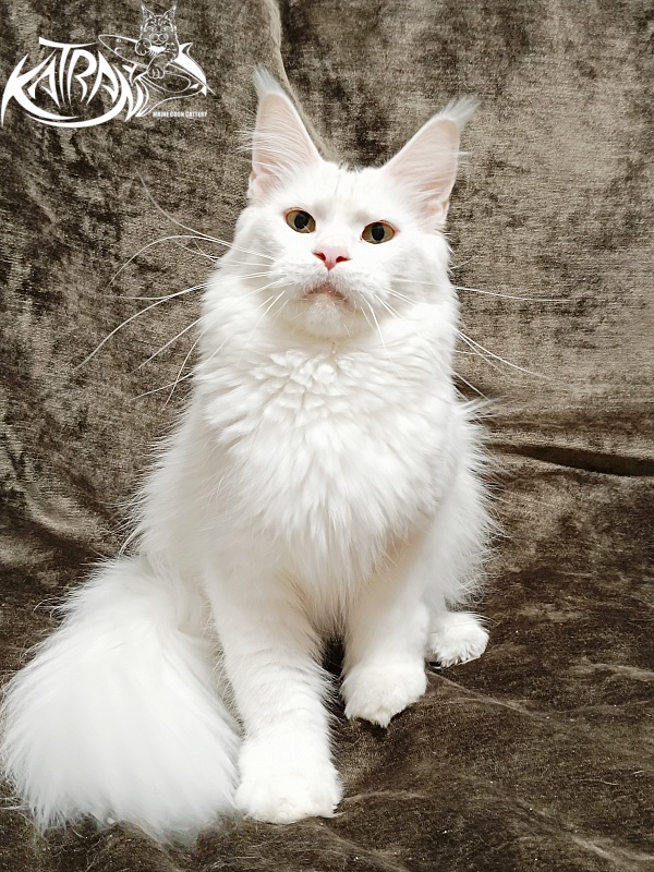 Katran Blondie - Дорослий мейн-кун 1 рік 10 місяців