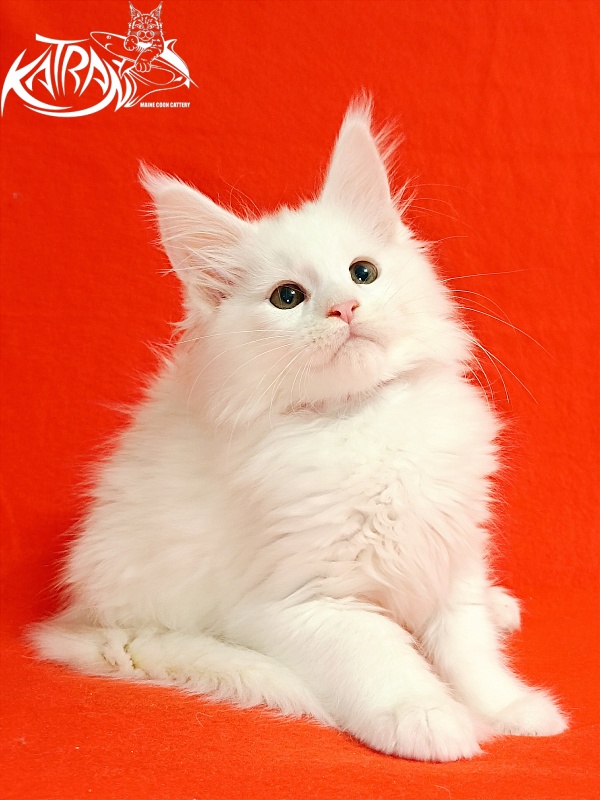 Katran Blondie - Кошеня мейн-кун 2,5 місяця