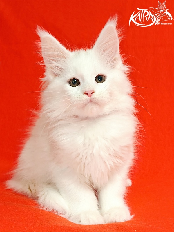 Katran Blondie - Кошеня мейн-кун 2,5 місяця