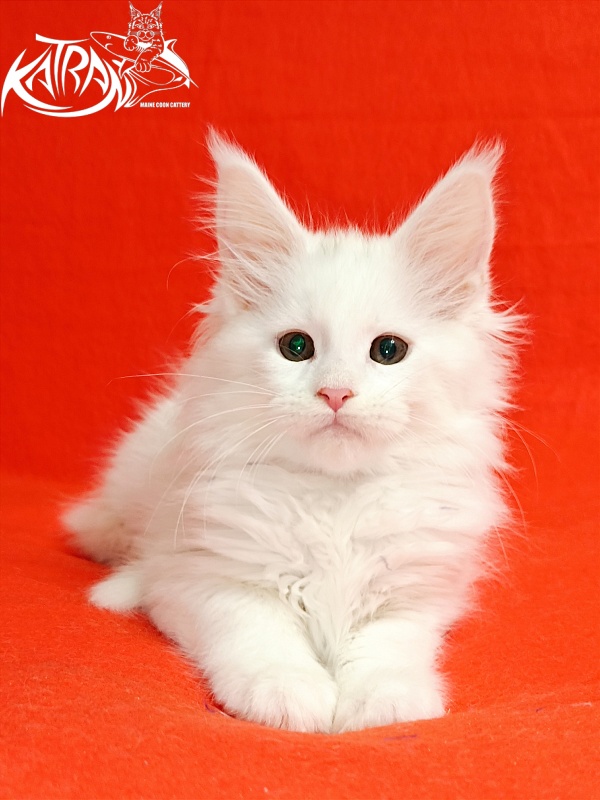 Katran Blondie - Кошеня мейн-кун 2,5 місяця