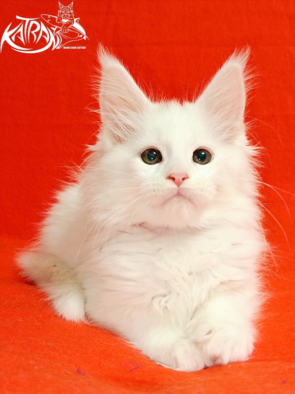 Katran Blondie - Кошеня мейн-кун 2,5 місяця