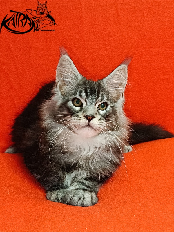 Katran Balthazar - Kitten maine-coon 2.5 months