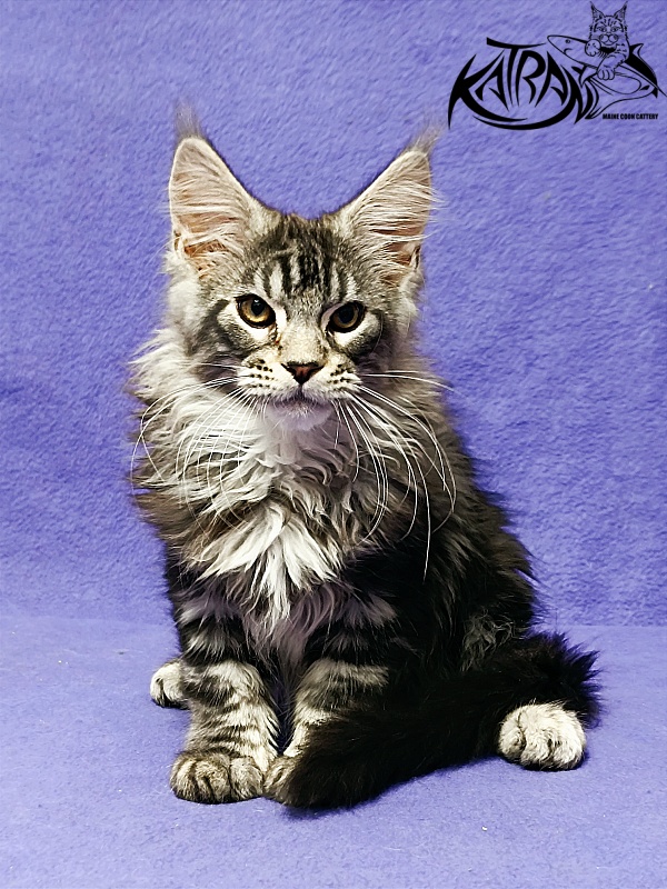 Katran Balthazar - Kitten maine-coon 3 months