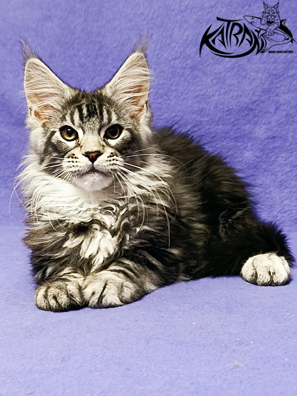 Katran Balthazar - Kitten maine-coon 3 months