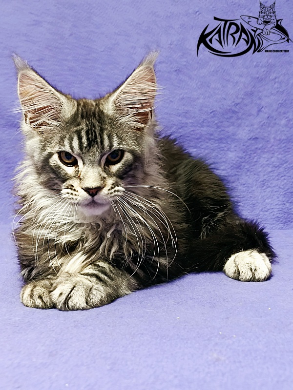 Katran Balthazar - Kitten maine-coon 3 months
