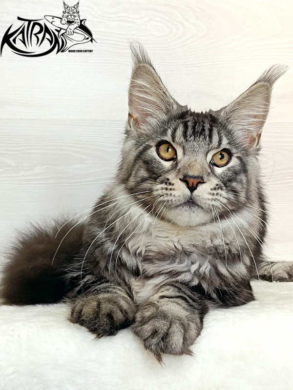 Katran Balthazar - Kitten maine-coon 6 months 1 week
