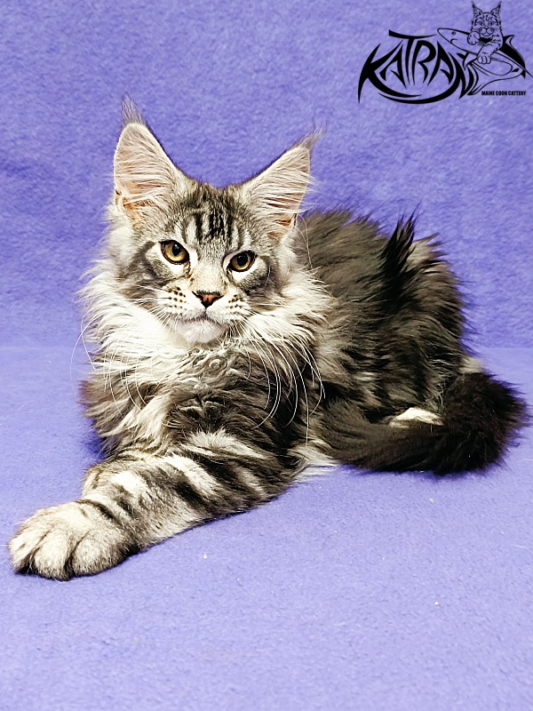 Katran Balthazar - Kitten maine-coon 3 months